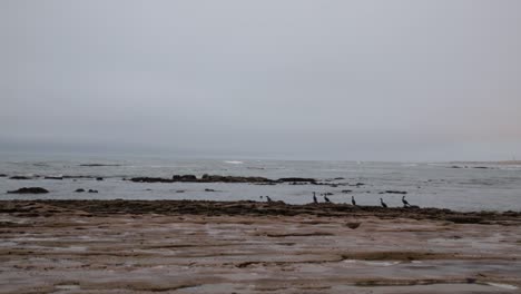 black sea birds sitting on a rocky beach looking at the ocean and taking flight