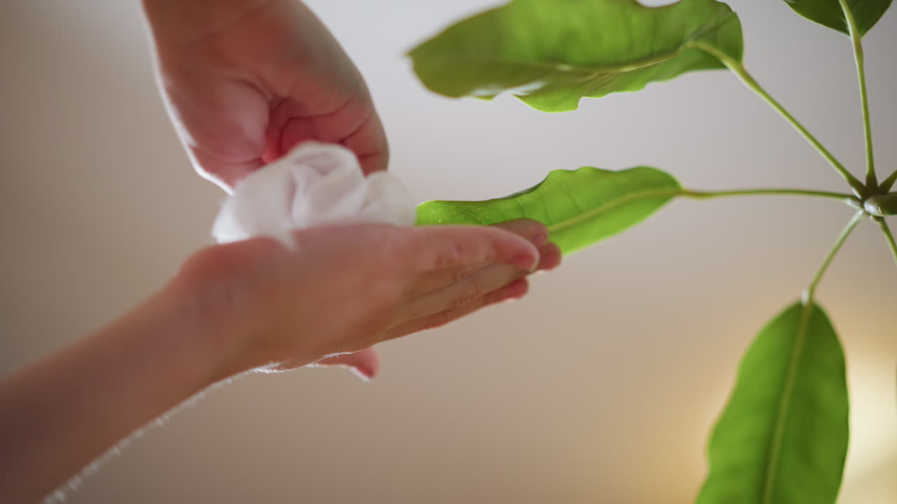 Hands carefully wiping dust from green plant leaves with soft cloth, focusing on indoor plant care, cleanliness, and eco friendly lifestyle, maintaining fresh healthy foliage and natural home