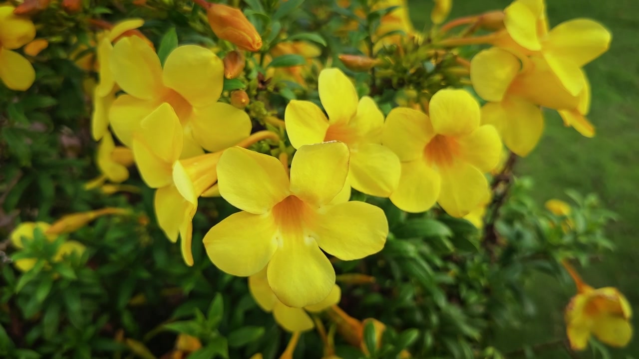 Primo piano di vivaci fiori di Tromba d'Oro con boccioli freschi e fogliame verde lucido che sbocciano in un lussureggiante ambiente di giardino tropicale.
