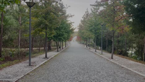 Nahaufnahme-Einer-Leeren-Straße-Mit-Hohen-Grünen-Bäumen-Auf-Beiden-Seiten