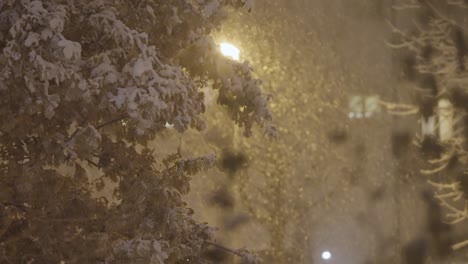 Soft-snowflakes-gently-drift-down-on-snow-covered-trees-and-ground