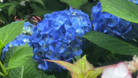 Close-up-of-vibrant-blue-hydrangea-flowers-among-lush-green-leaves-on-a-rainy-day