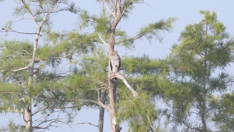 red-hawk-calling-on-cypress-tree-branch-with-blue-sky-in-background