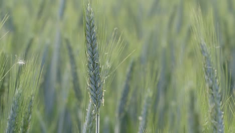 close up shot of a barley ear in a green field