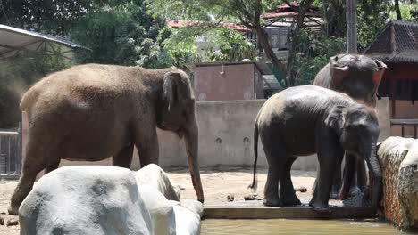 elefantes en el zoológico