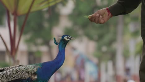 close up handheld shot of male hand feeding loose peacock in park