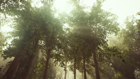los rayos del sol rompen a través de las ramas de los árboles brillando en la niebla de la mañana