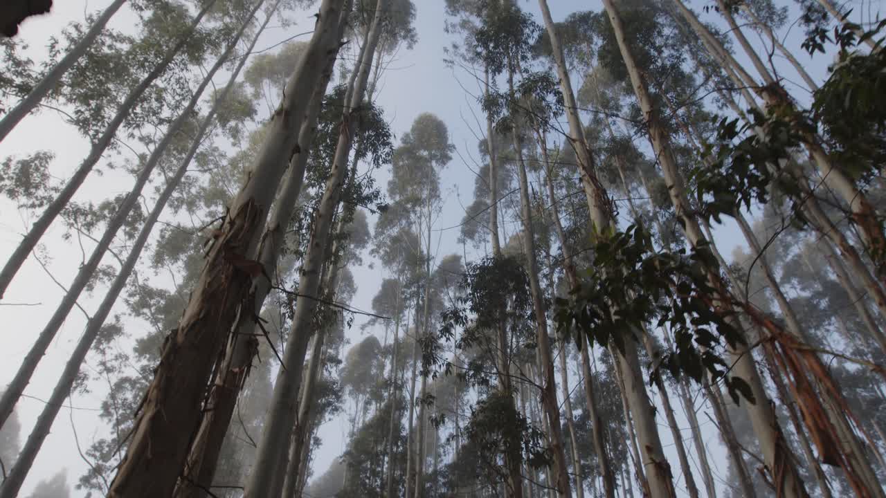 plantación de bosques en uruguay