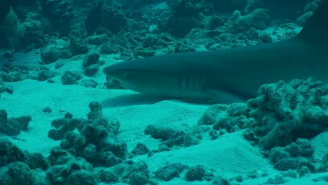 Whitetip-reef-shark-resting-close-up-on-underwater-reef-in-French-Polynesia