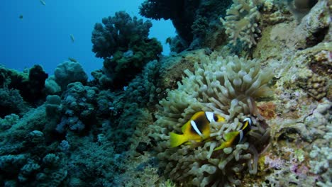 Amphiprion-Bicinctus-Fisch-In-Der-Nähe-Von-Seeanemone