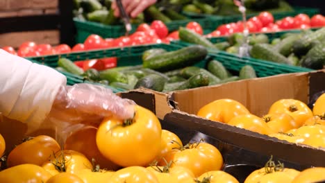 woman choosing yellow tomatoes from box in supermarket. fresh vegetables in farmers market. organic food
