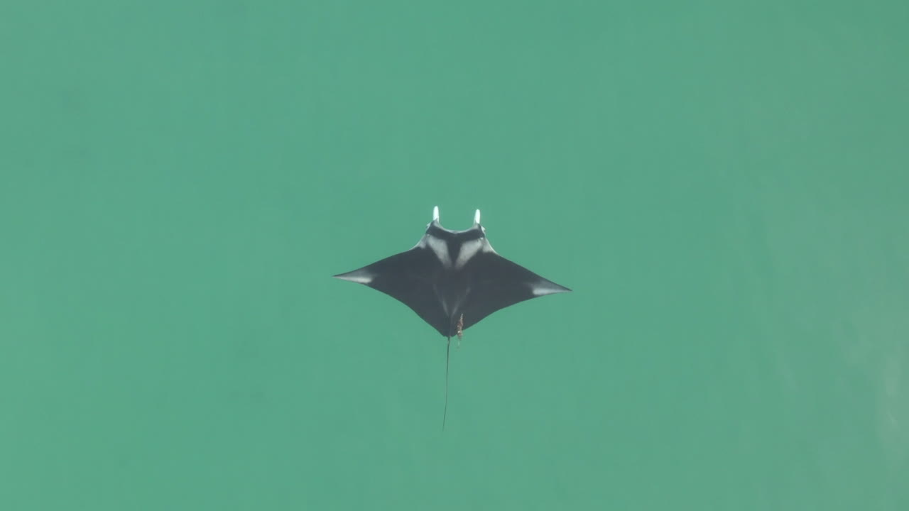 antena vertical: manta raya centrada en el marco, nada en el mar turquesa