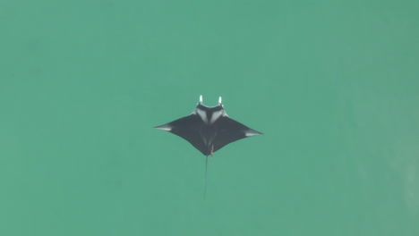 vertical aerial: manta ray centered in frame, swims in turquoise sea