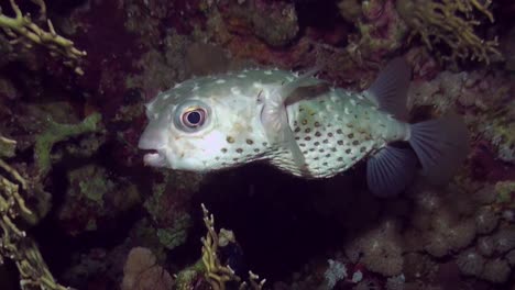 Red-Sea-porcupine-pufferfish-swimming--on-coral-reef