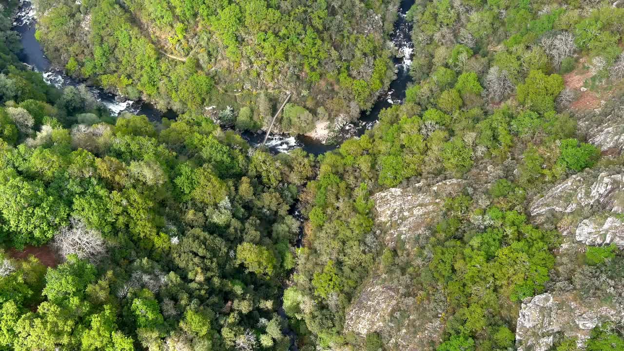 ojo de pájaro aéreo volando sobre el barranco del bosque con el río deza tejiendo a través