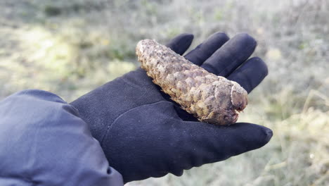 cono de conífera en la palma de la mano en el guante