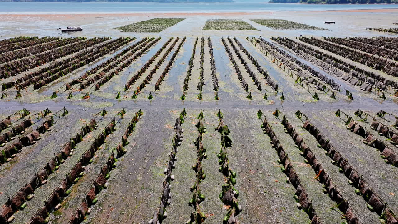 Droneoptagelser, der fanger østersfarm i Hood Canal, hvor skaldyrsdyrkning møder den rolige natur i Washingtons kystfarvande.