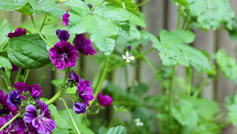 purple flowers blooming in a green garden