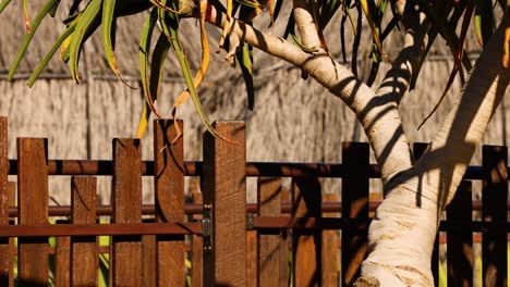 lemur jumping and resting on wooden structure