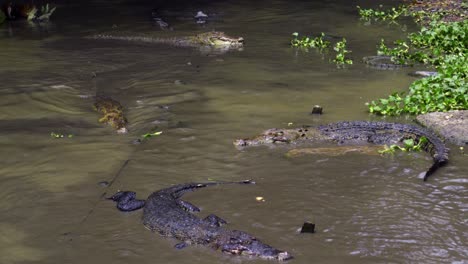 saltwater crocodile in swamp catching food being thrown