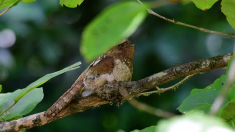 la boca de rana de java o la boca de rana de horsfield se encuentra en tailandia y otros países asiáticos