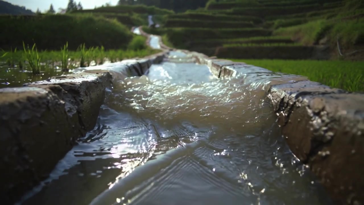 Acqua fangosa per l'irrigazione spinta dalla gravità che scorre impetuosamente in discesa lungo un canale terrazzato, nutrendo i campi.