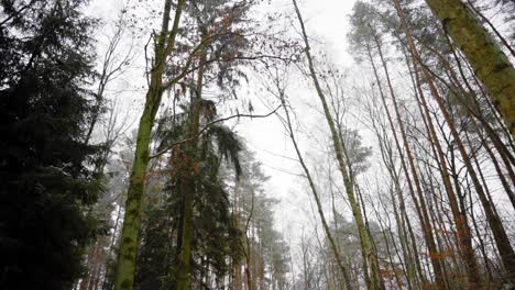 paisaje gris sombrío con bosque de invierno y árboles