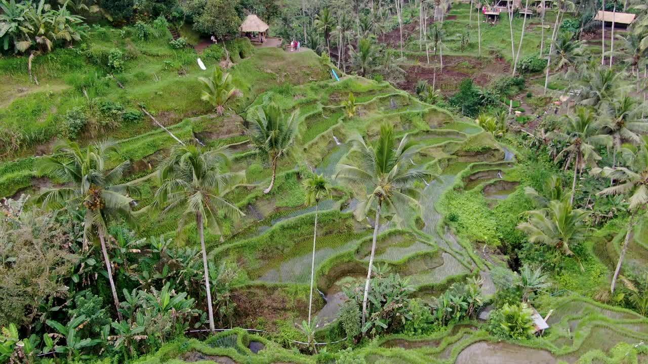 terrazas de arroz verdes y vibrantes con palmeras en bali, vista aérea cinematográfica