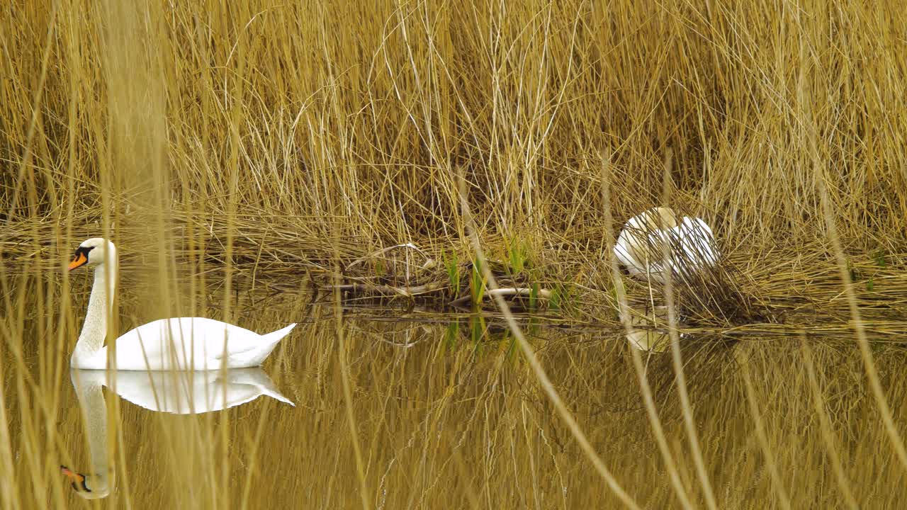 un par de cisnes mudos blancos nadan a través del lago tranquilo en un día soleado, vapores secos de caña beige, tiro medio desde la distancia