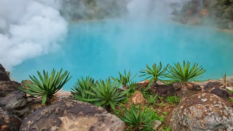 palm trees in front of a steaming vibrant turqioise blue volcanic geothermal lake