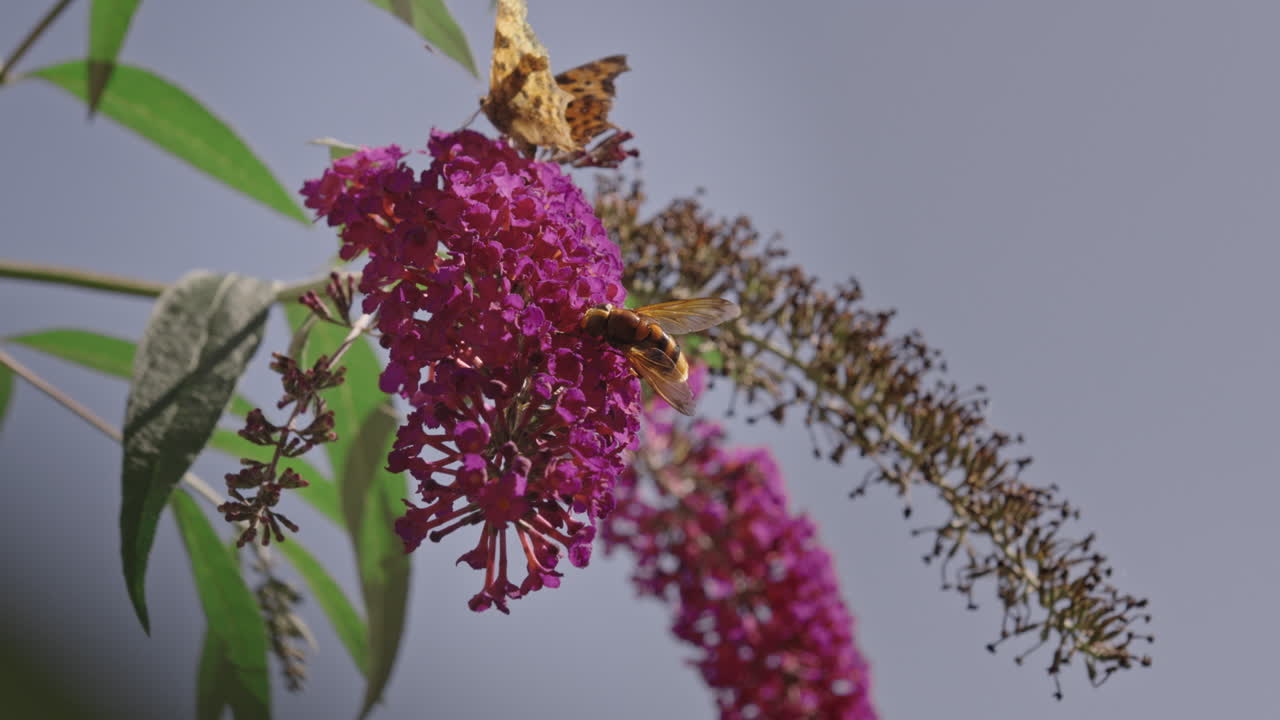 mariposa y abeja en flor de buddleja rosa recolectando néctar, 240fps