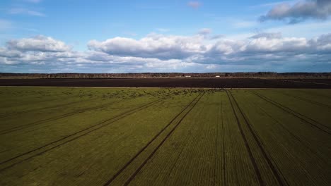 Aerial-birdseye-view-agricultural-field-with-group-of-bean-goose-in-sunny-spring-day,-large-flock-taking-off,-high-altitude-wide-angle-drone-shot-moving-forward