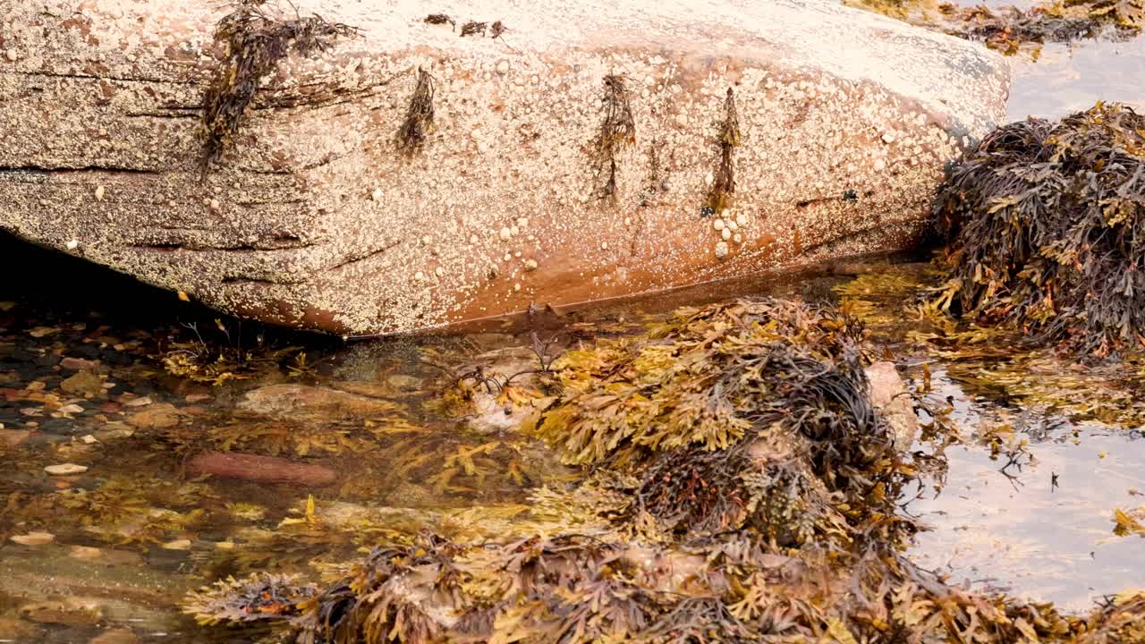 Seaweed-covered rock by the water in Fife