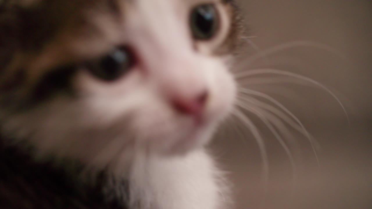 bebé gato tabby buscando sueño en una manta de lana