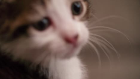 baby tabby cat looking sleepy in a woollen blanket