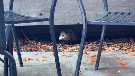 handheld wide shot of a curious juvenile opossum poking its head out from under a patio in santa barbara, california. 4k