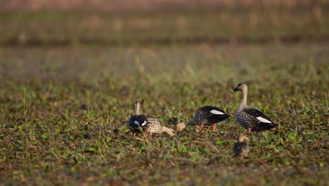 una bandada de patos indios se alimentan en un hermoso hábitat en los humedales.