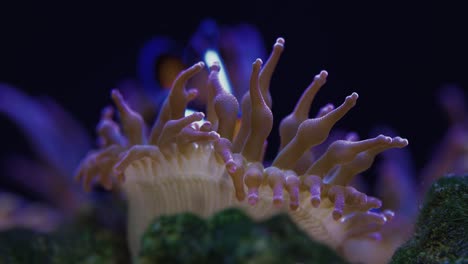 clownfish taking care of their anemone