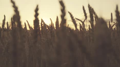 golden wheat field at sunset