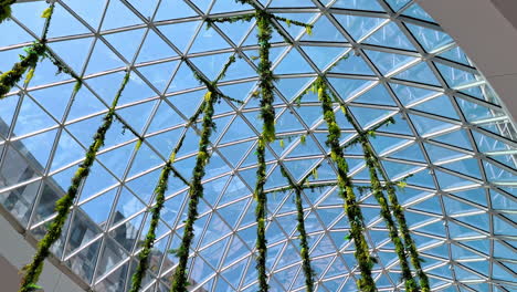 green lianas hang from the glass ceiling of the building. combination of nature and modern architecture in design. low angle view
