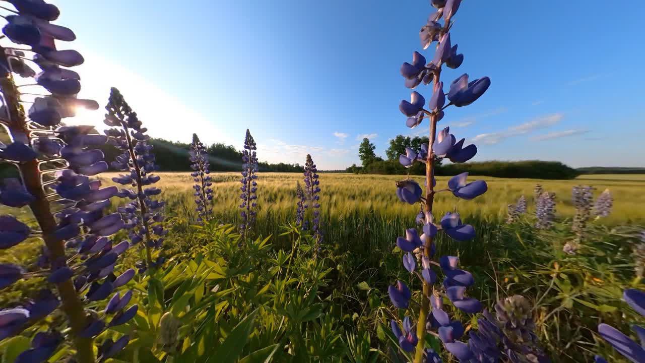 Tall Violet Lupine Bluebonnet&nbsp;Flowers Next To Agriculture Field Illuminated By Sunrise