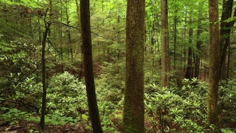 nature hike at natural bridge state park, kentucky