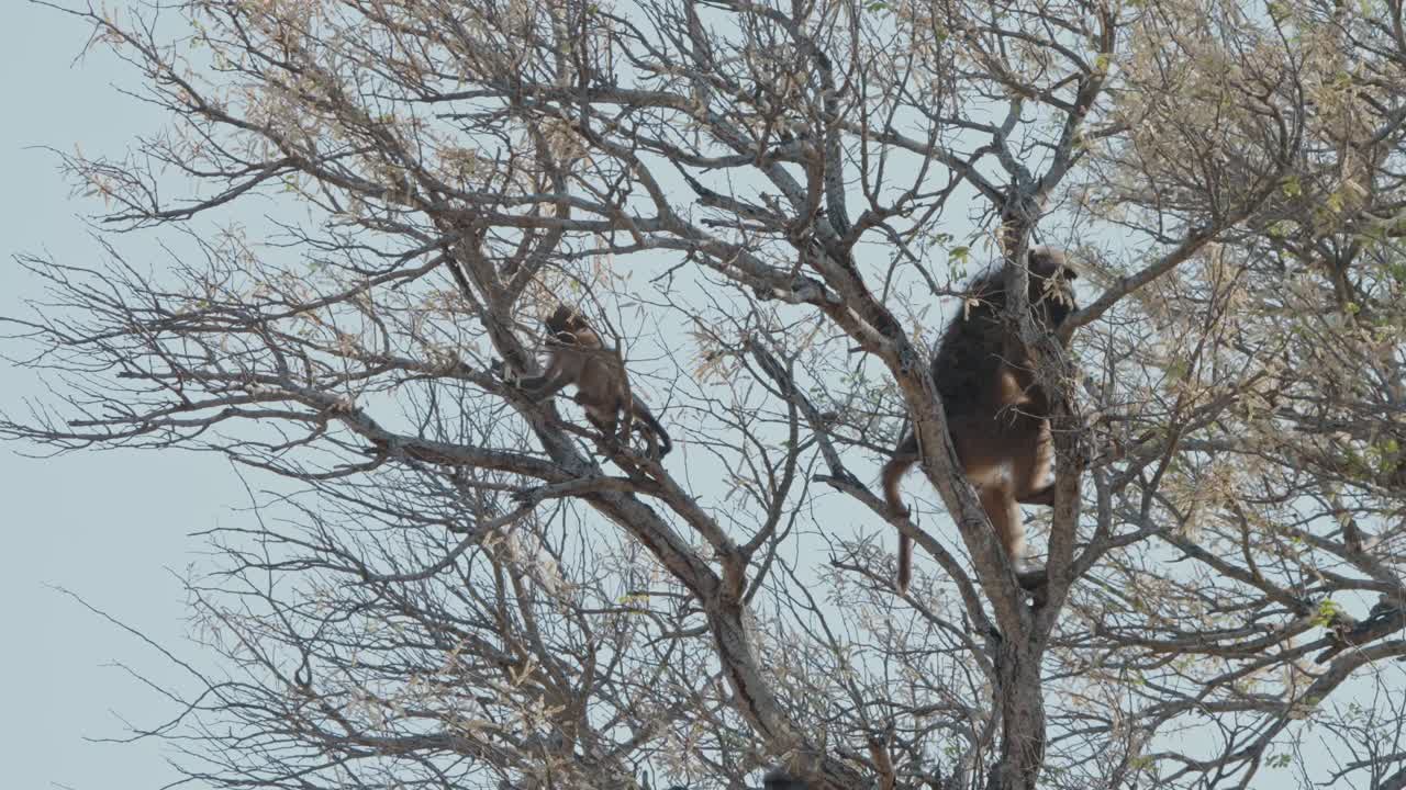 Medium static view of Chacma Baboon and child sitting in swaying tree