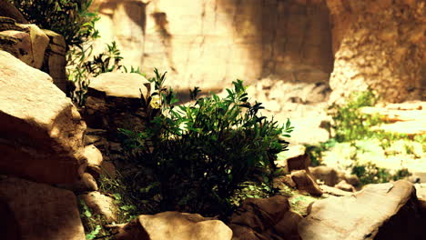 natures hidden oasis within a rugged canyon teeming with life