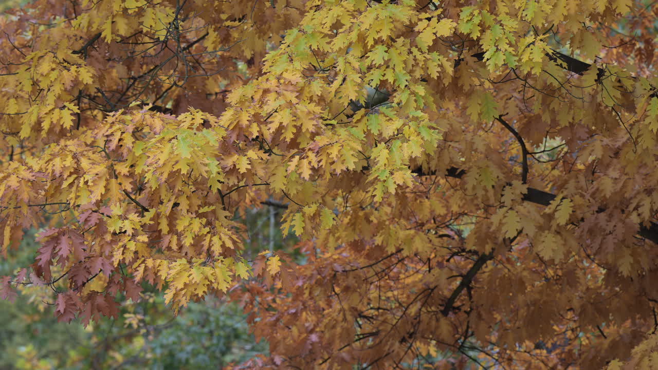 Colorful oak leaves in autumn forest