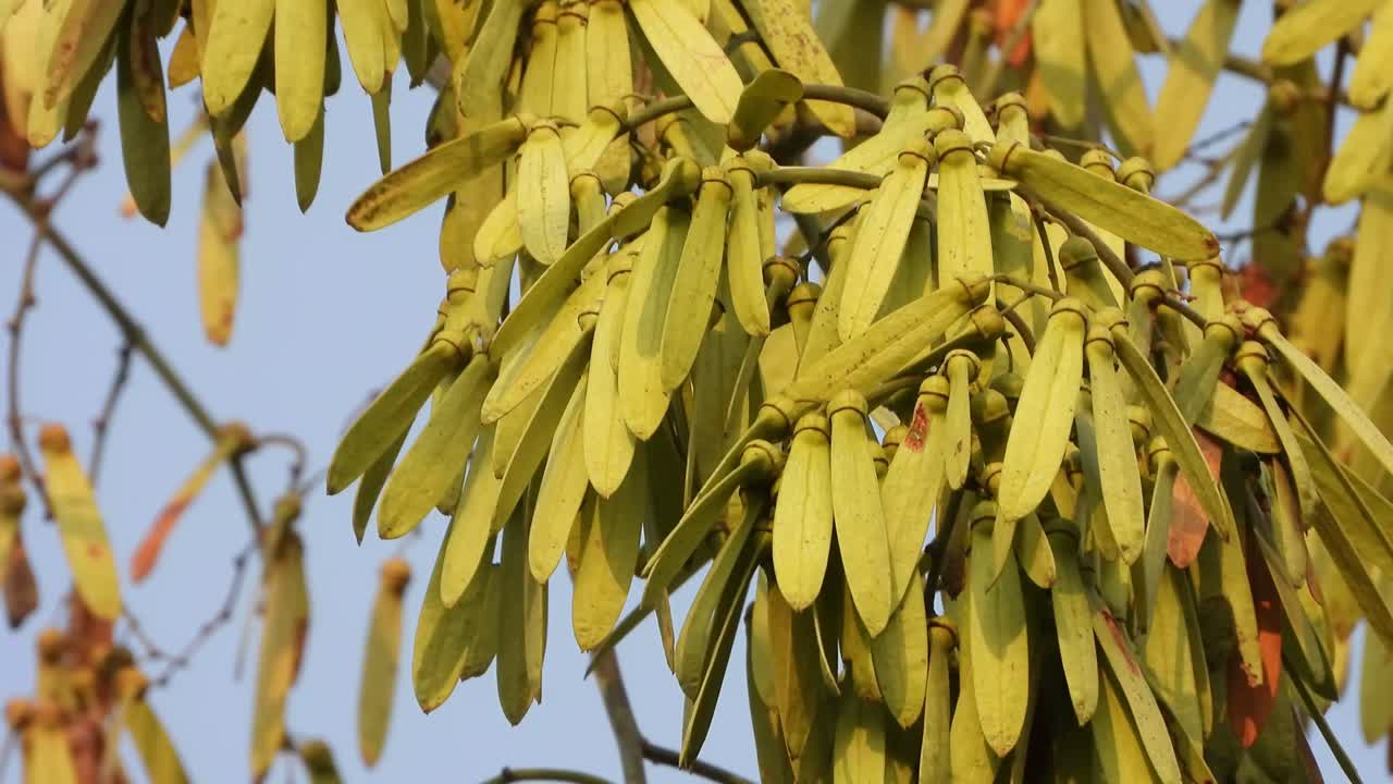 árbol ventilago denticulata.