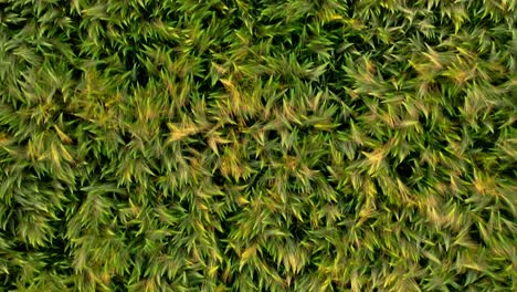 beautiful macro drone aerial wheat barley field top down shot