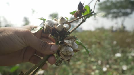 Primer-Plano-De-Semillas-De-Algodón-Podridas,-Maharashtra,-India