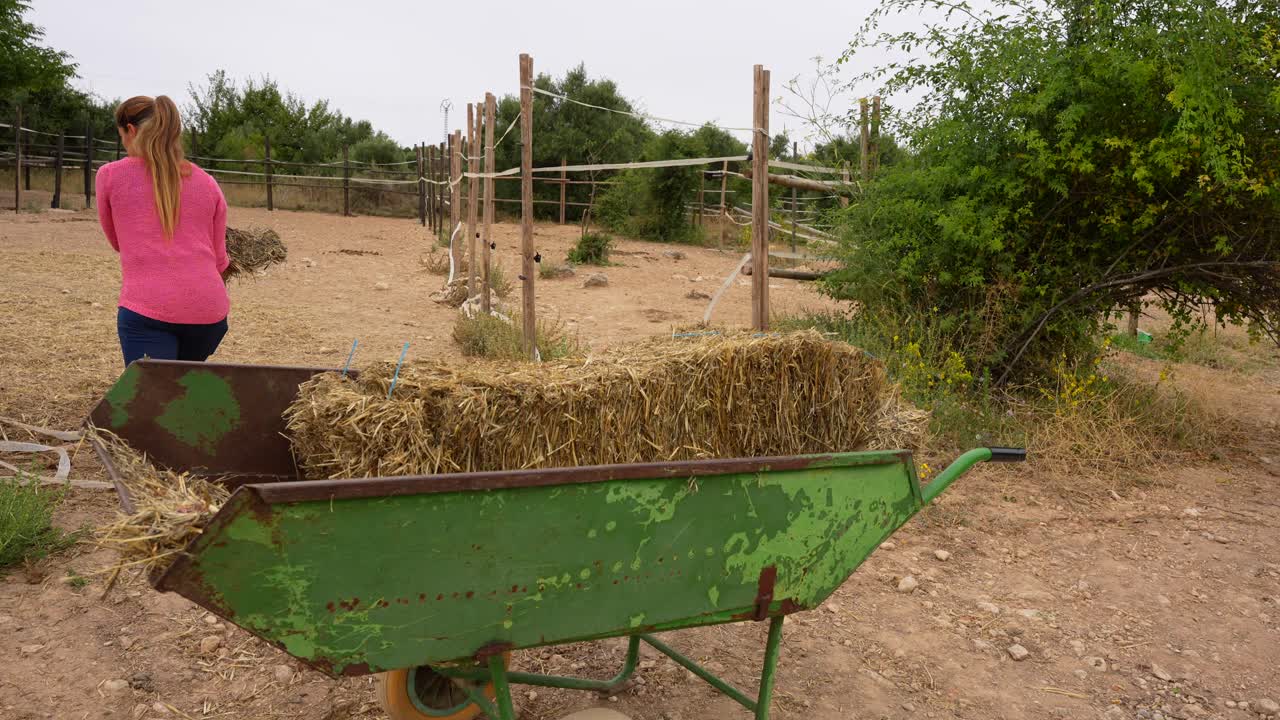 Woman tosses straw bales into the meadow for horses after riding, captured in a left pan shot