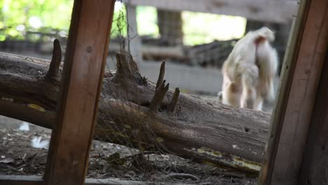 the camera is behind a baby goat who is trying figure out how to get over a log